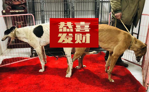 顶蜂X麦克 941000225080988，BLHT2.jpg