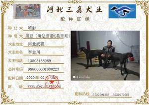 喷射X黑豆988000001880223.jpg