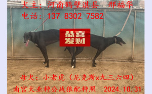 战狼X小老虎 900115001743721.jpg
