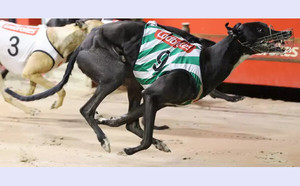 Greyhound_Tracker-big.jpg