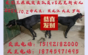 突击队员X黑玫瑰 900215007521779.jpg