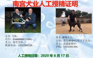 飞鱼X二黑 900128001216764.jpg