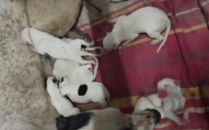 顶蜂X黑眼公主 900219000991098，NGXH921A8.jpg