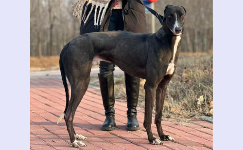 狸猫 900255001826693