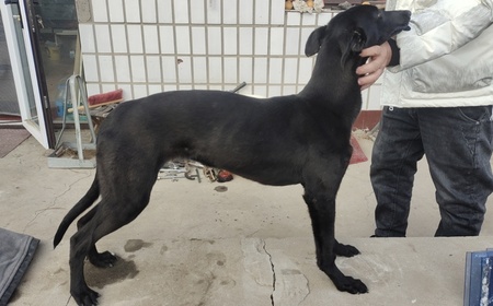 黑狐狸 900215007521727