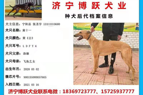 黄十一 900155000057665，LDFY4