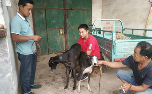 科南斯之星X白腿 941000015219313.jpg