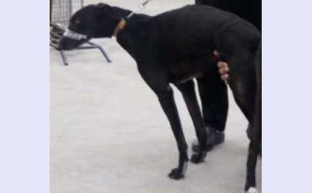 黑妮 941000225080221