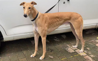 白尾巴尖大游轮 900263004364533