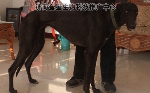 黑美人 Estee Siyan，956000002017316，燕子