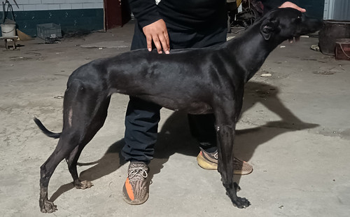 奇怪公主 990000010039563