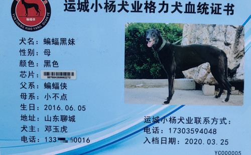 蝙蝠黑妹 997084360002272