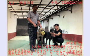 尼克斯X小攻击 156111110086284，NGQX 611A.jpg