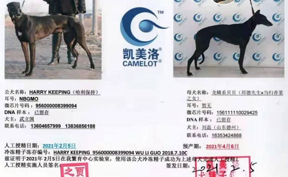 格力犬哈利保持血统图片