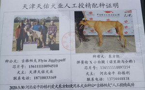吉格帕夫X东方红156111110097254，J64H.jpg