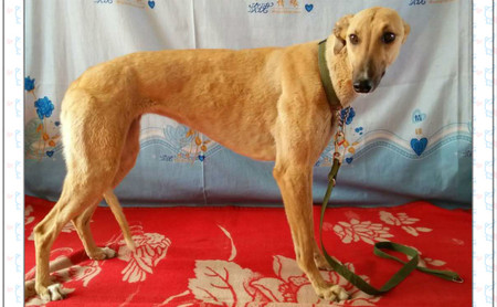 黄色之吻 900100000041243,lkhp1611 - 格力犬yy--格力犬中英文血统