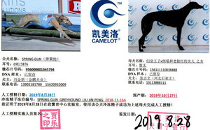 弹簧枪X大黑156111110038488.jpg