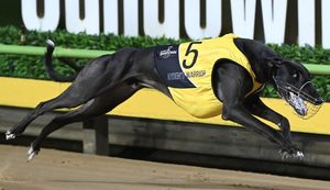 Aydens-Warrior-Sandown-Cup-action-1024x589.jpg