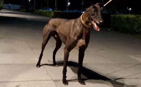 hdqyhxlt  性别: 公 出生年份: 2018 出生地: 中国 父亲: 黑色幻想