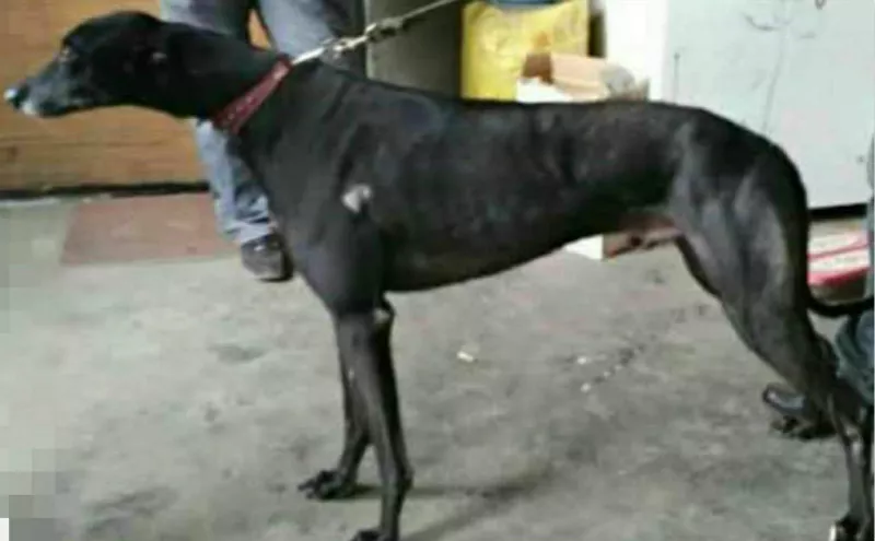 幻觉小王子 900000000004849 - 格力犬yy--格力犬血统查询