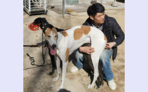 飞狼X纯的 BFQC 73F，941000016715098.jpg