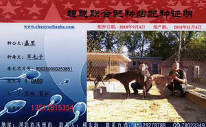 嘉里X耳毛子 900250000253851，GAOD.jpg