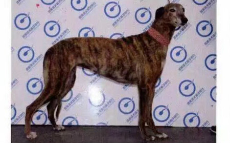 大狸子 900111880089644