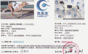 卡尼亚游轮X沧州刘海超的花母988000001880090（2024年2月21日配）.jpg