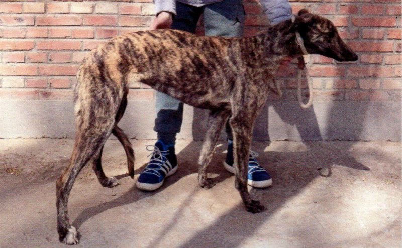 格力犬中英文血统查询