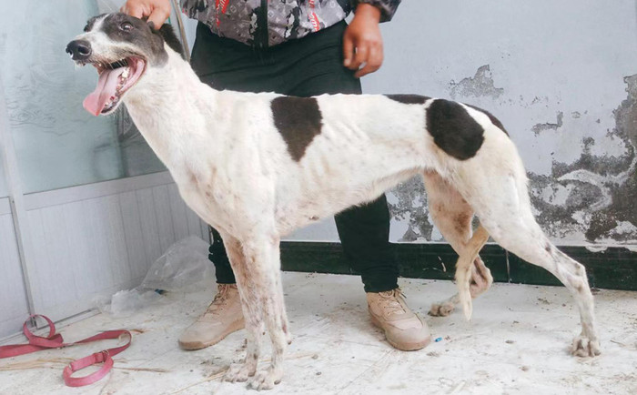 蛋白花妞 900215005748977