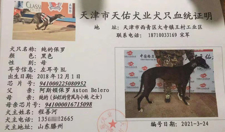 纯的保罗 941000225080952