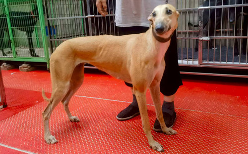 云雀 990000004726798