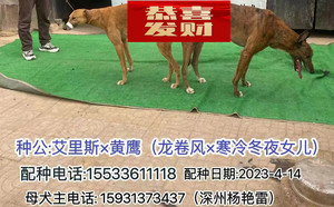 艾里斯X黄鹰 900115002829647，NGXH1116A23.jpg