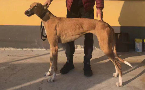 菠萝 900128001216078