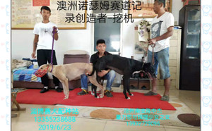 挖机X黄豹 900115000025502，BLS1709.jpg