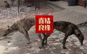 红辣椒 900115000929428.jpg