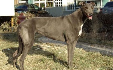 灰母 Itchy Witcy Woo，84A 9923