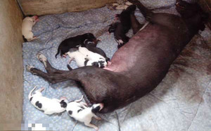 铁条X再创辉煌 Hotfoot Leigh，1796 46D.jpg