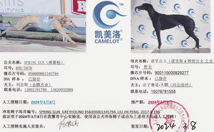 弹簧枪X诺里公主 900115000929277.jpg