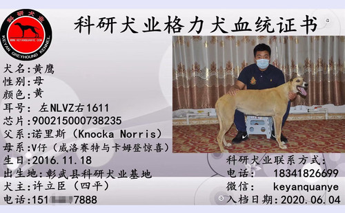 黄鹰 900215000738235，NLVZ1611