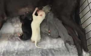 狐狸X狐狸 900115002829611.jpg