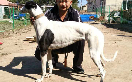 大花 DBKP2，900250000274566