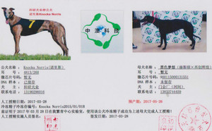 诺里斯X黑色幻想 900115000131551，HSZC 1308，黑色梦想.jpg