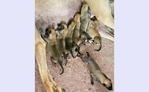 巴特X黄色托尼 900023069145795.jpg