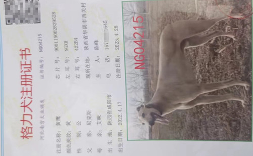 黄鹰 900115002829528