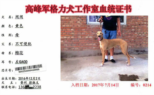 闹闹 900250000480066，GAOD
