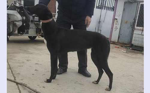 福特 900219002829409，NGXH125AB7