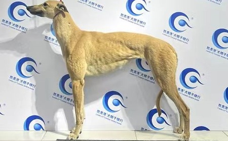 旋风 988000001880092