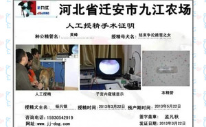 黄蜂X踏雪仔 JSTX 51C.jpg