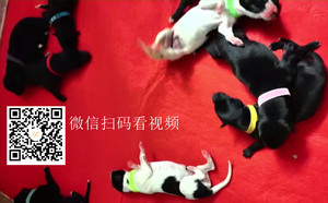 闪烁的柳树X可乐 990000006890785.jpg